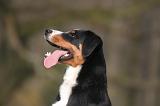 BOUVIER D'APPENZELL 092